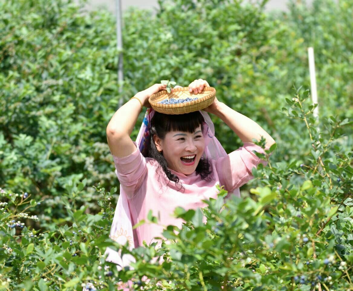 蓝莓是著名的什么果,蓝莓特色产品简介