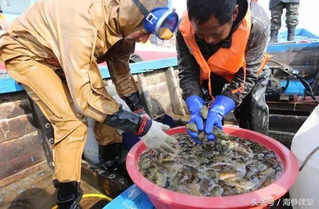 大连海参一斤40头价格,大连鲜悦岛海参价格查询