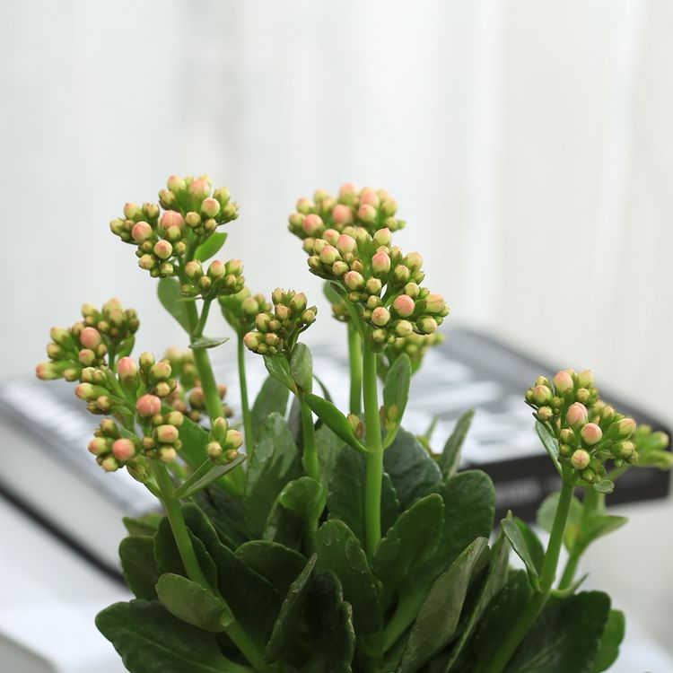 什么盆栽甲醛少好养的,养不死的小盆栽净化空气