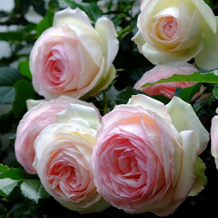 什么盆栽甲醛少好养的,养不死的小盆栽净化空气