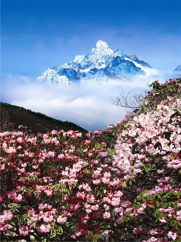 四川青城山景区免票,四川对浙江省免票的旅游景区