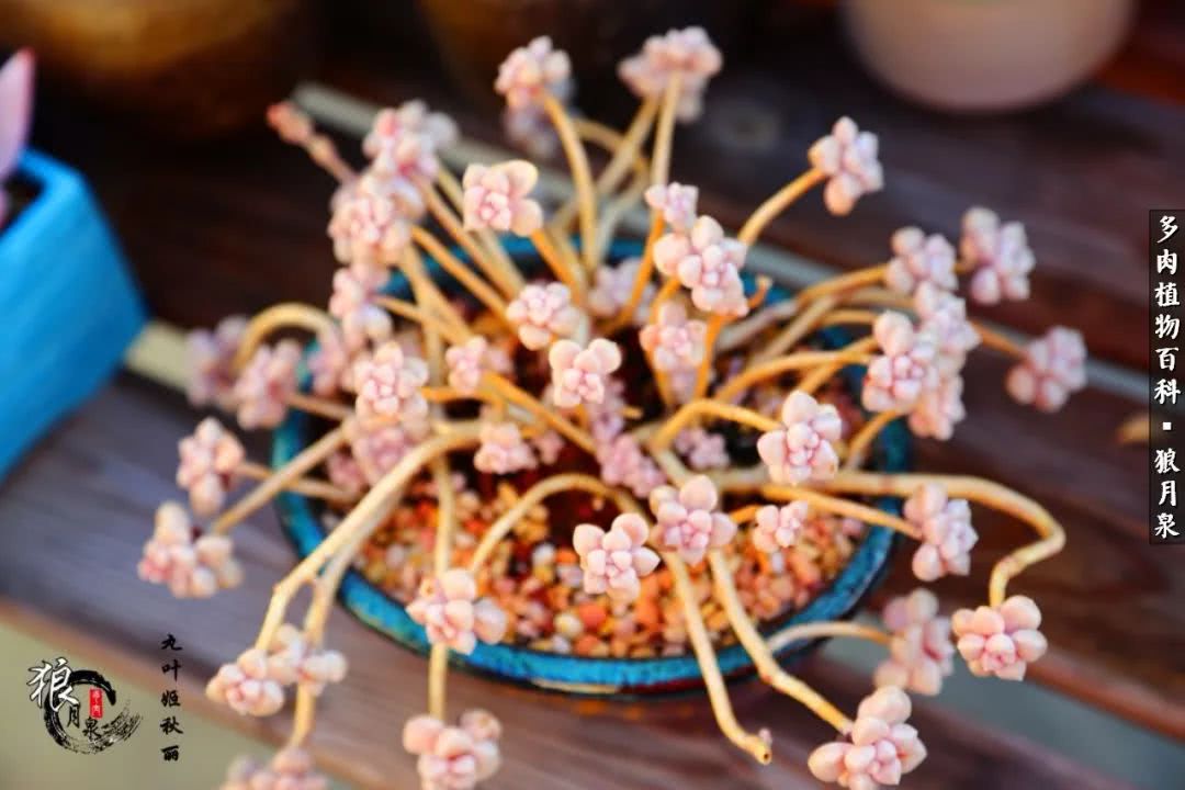 多肉度夏的前期准备,多肉度夏前杀菌