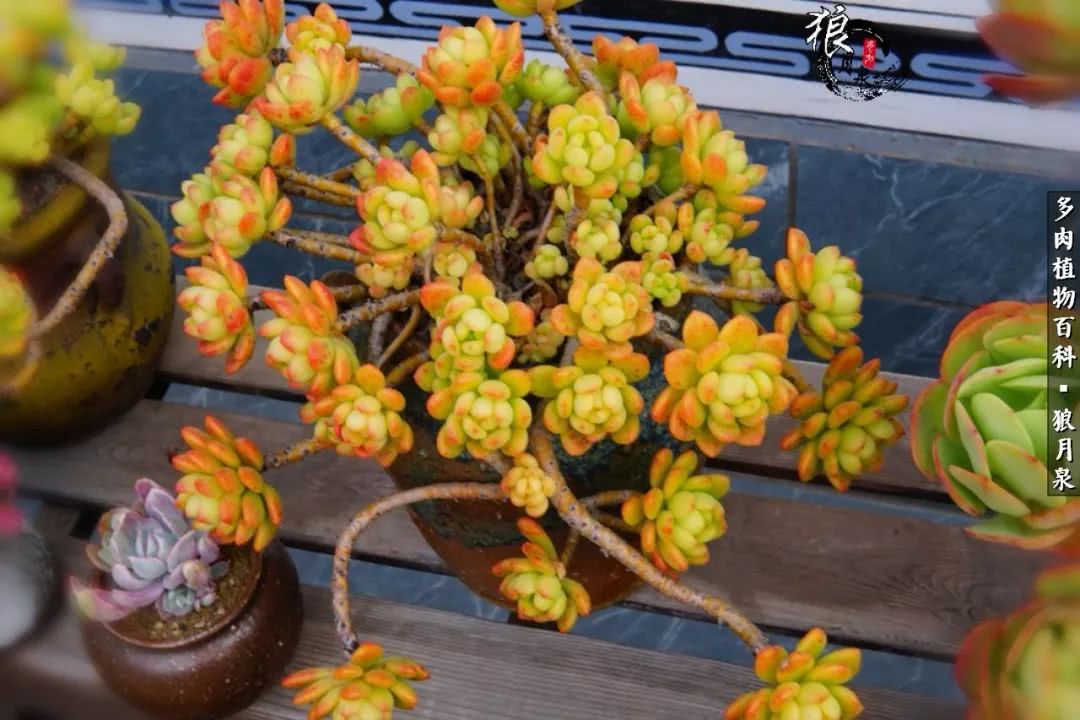 多肉度夏的前期准备,多肉度夏前杀菌