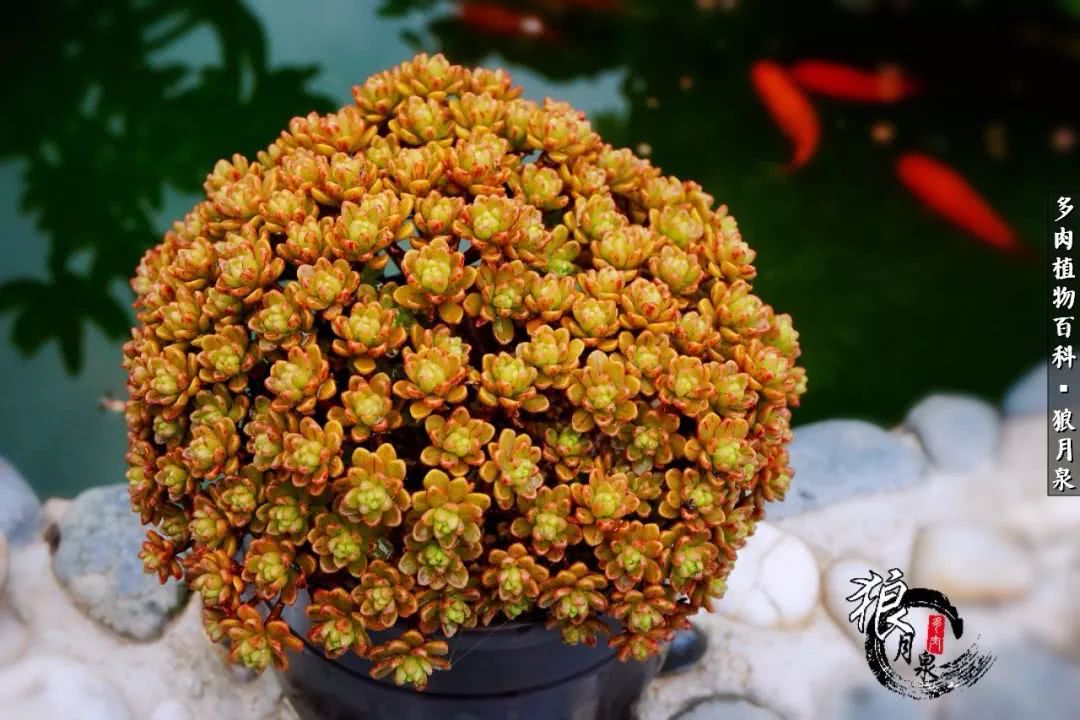 多肉度夏的前期准备,多肉度夏前杀菌