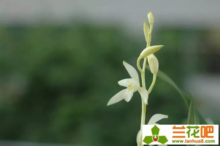 建兰素心兰品种及图片,青山玉泉兰花勤花吗