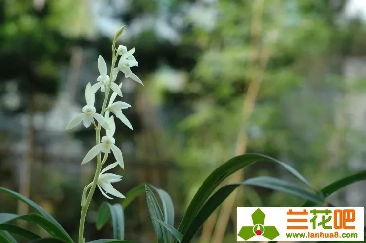 建兰素心兰品种及图片,青山玉泉兰花勤花吗