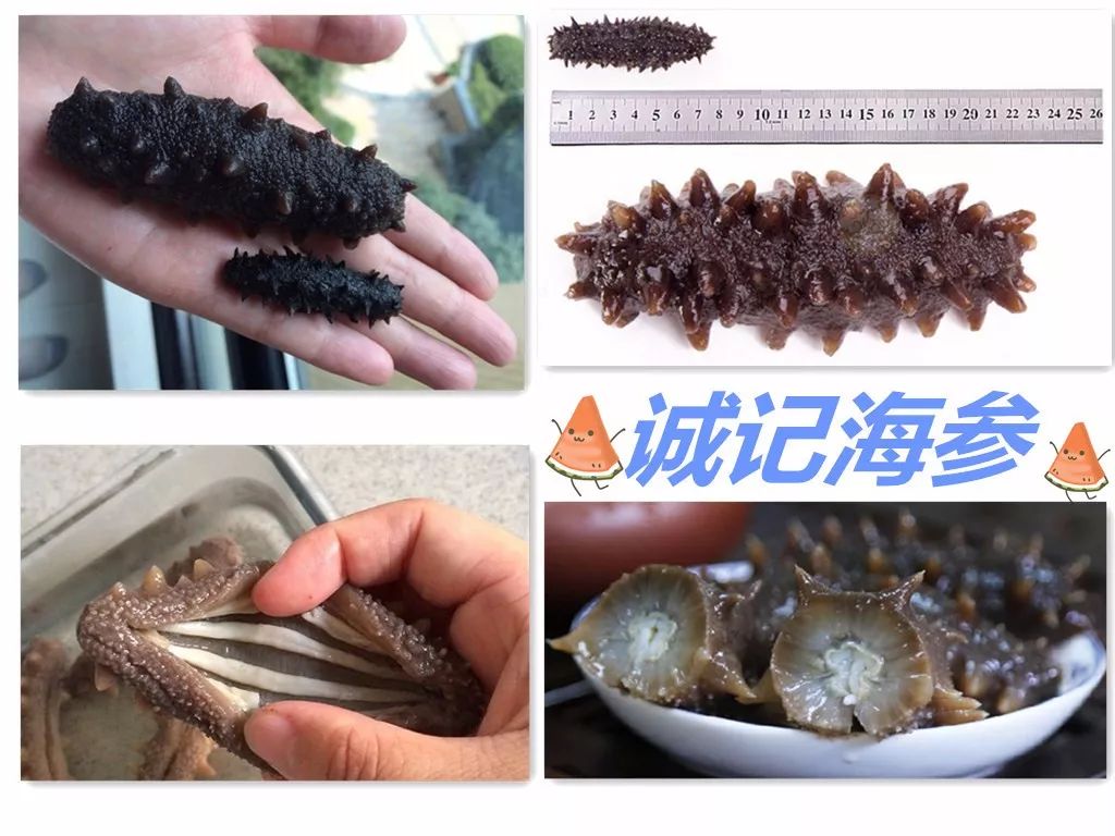 揭秘海参内幕,海参市场的真实现状
