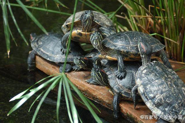 新手养龟推荐龟粮,养龟新手