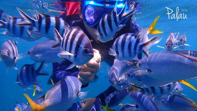 帕劳浮潜一次大概多少钱,帕劳浮潜穿泳衣还是泳裤