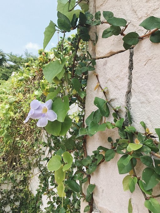 4月泰国泼水节攻略,芭提雅旅游数据泼水节