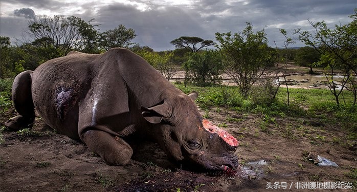 和动物打成一片的总统，枪杀了11397只动物，专家编目8年