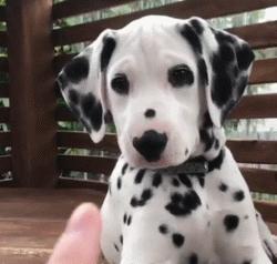 斑点狗性格特点,斑点狗为什么会脾气暴躁