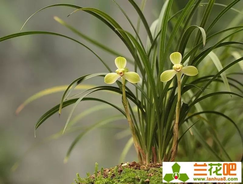 春兰四大天王宋梅价位多少,春兰四大天王宋梅分苗
