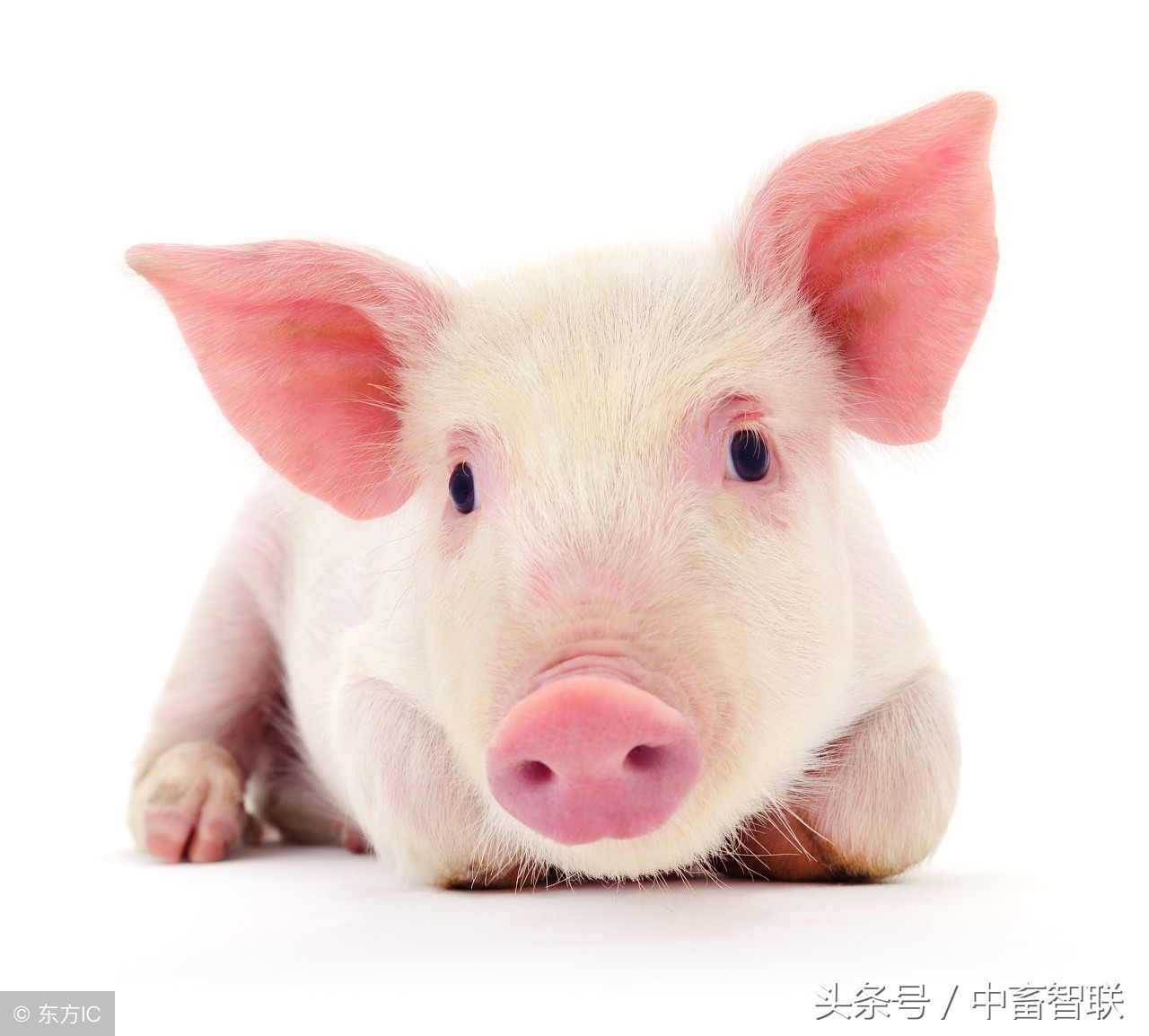 仔猪黄白痢是什么原因引起的,仔猪白痢是什么意思