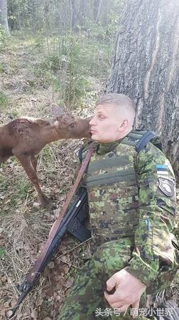 迷路的森林小麋鹿,迷路小麋鹿