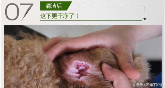 印度耳朵清理护理,如何护理宠物