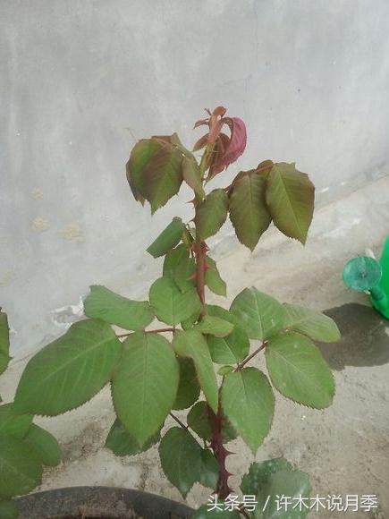 月季顶端新芽发软是什么原因,月季新芽萎蔫老叶正常是怎么回事