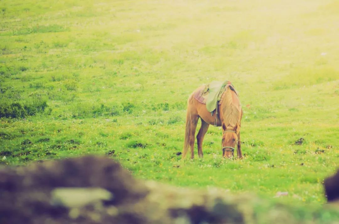 连绵的群山、广袤的草原、蜿蜒的河流……它就是独一无二的若尔盖
