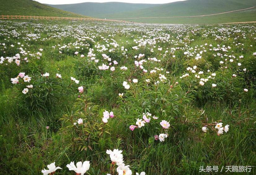 野狼谷乌拉盖狼王,乌拉盖野狼谷还有狼王吗