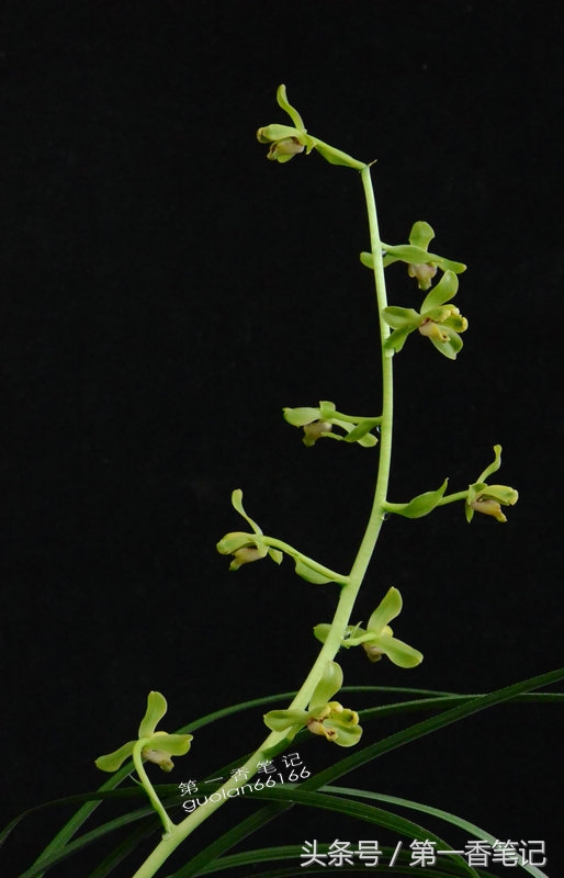 「艺兰频道」一二四:五月温度渐走高通风解闷不可少——又说管理