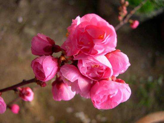 梅竹菊兰为什么叫岁寒四友,属于岁寒四君子的植物是什么