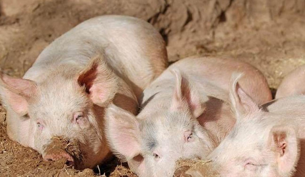 育肥猪39度无症状不吃,育肥猪不吃料不发烧没精神