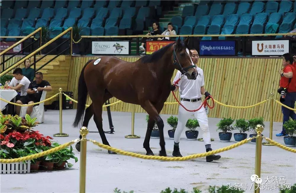 均价超30万，总成交价1300万！半数新马主成玉龙纯血马拍卖会主力