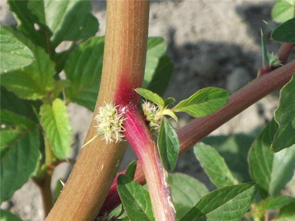 这种野菜千万别吃了,这种野菜你认识吗