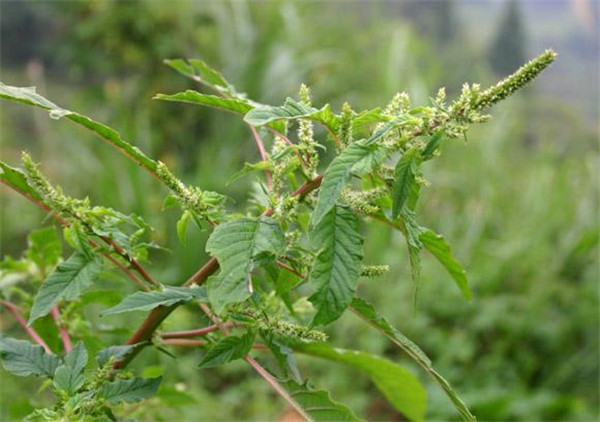 这种野菜千万别吃了,这种野菜你认识吗