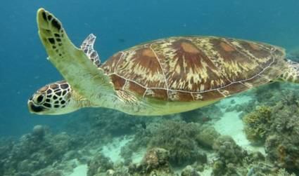 婆罗洲最神奇的探秘之旅,婆罗洲雨林探险
