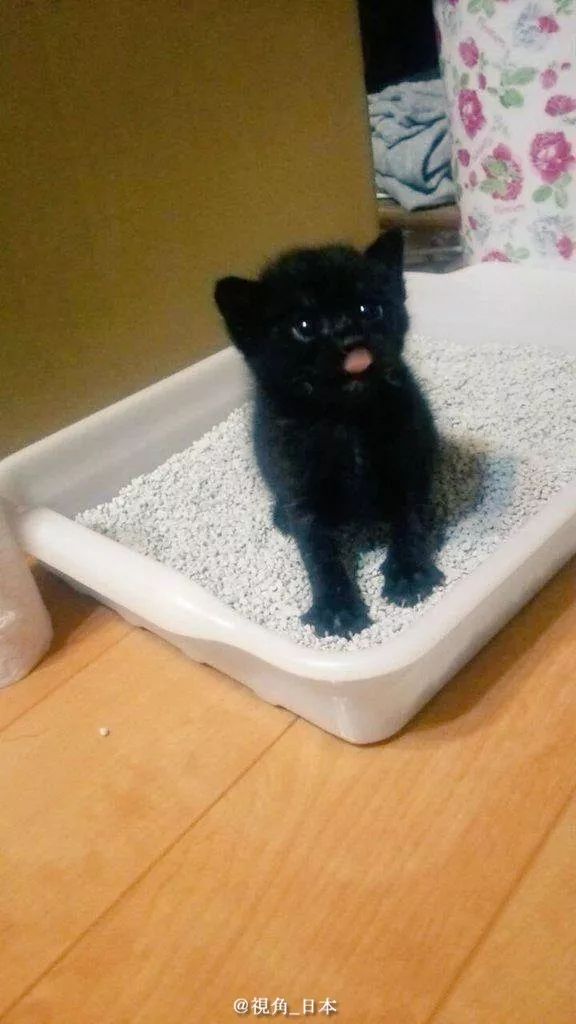 山田孝之为什么这么胖,山田孝之真实身高是多少