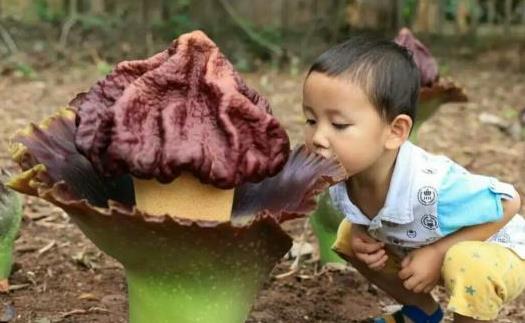 鬼吹灯最可怕的花,鬼吹灯最震撼的花