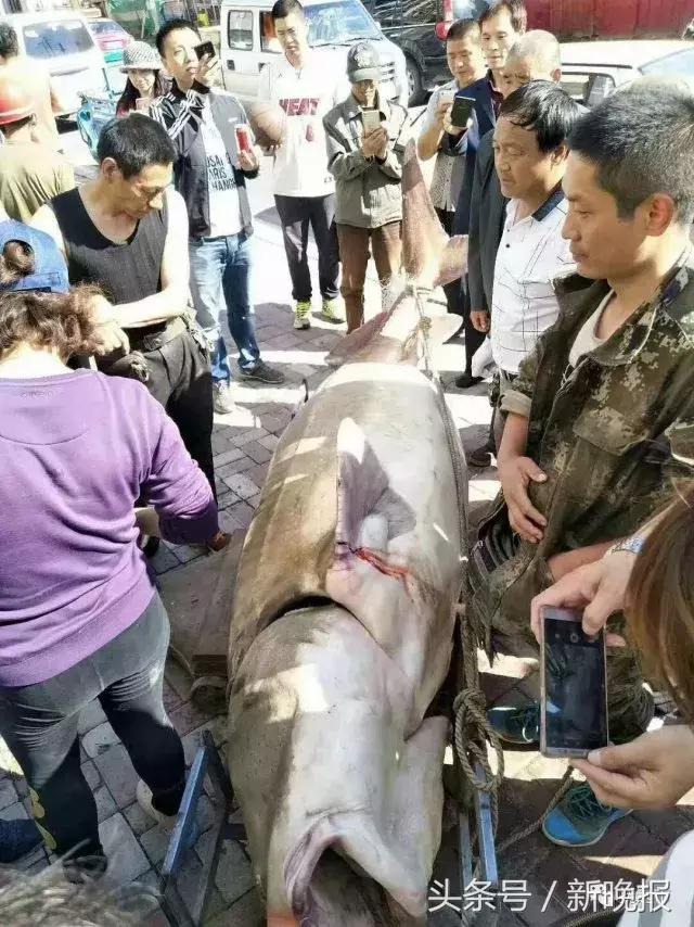 黑龙江里的鳇鱼一条几百斤,大鳇鱼1030斤现状