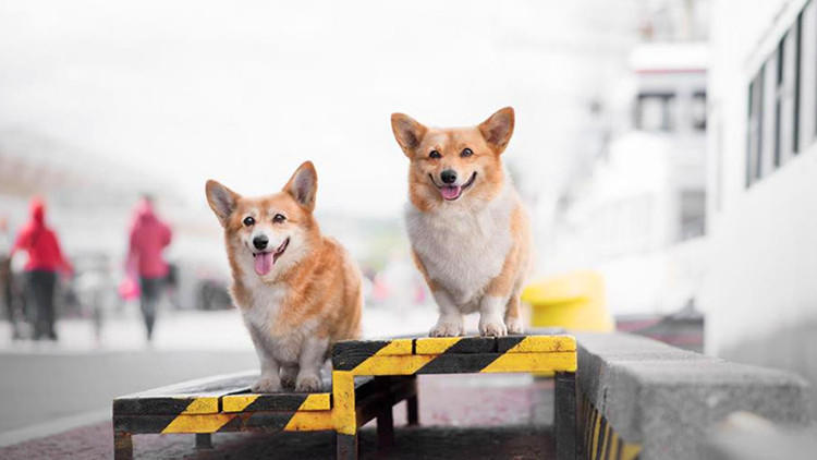 狗狗一出门就不见人了怎么办,狗狗在家老是咳嗽一出门就不咳