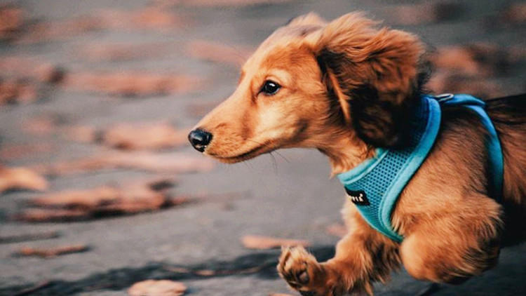 狗狗一出门就不见人了怎么办,狗狗在家老是咳嗽一出门就不咳