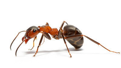 被蚂蚁咬保命,男子不慎被蚂蚁咬