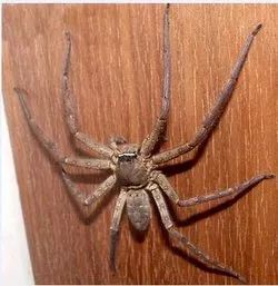 我竟然给蟑螂买了一套房子并请它喝了一罐哈尔滨？