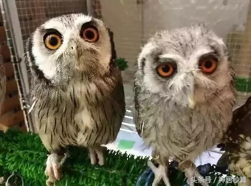 东京女性约会技巧,东京情侣约会攻略