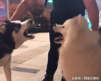 哈士奇出门遇见萨摩就害怕了,哈士奇和萨摩耶相处模式