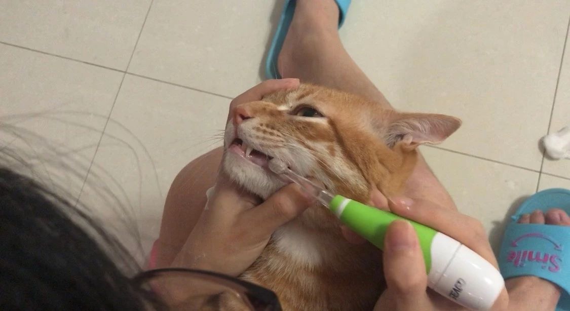 猫怎么刷牙正确方法,猫不想刷牙什么东西可以给猫刷牙