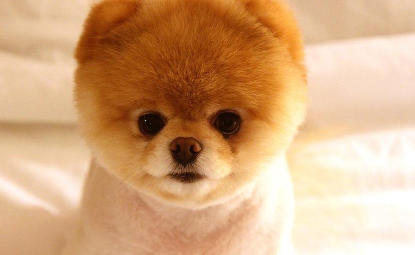 狗狗打预防针过敏是怎么样的,狗狗打疫苗过敏用什么针缓解