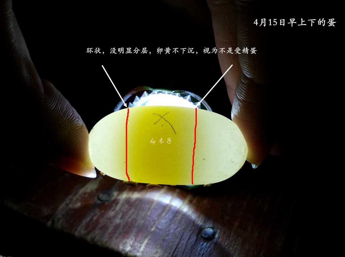 怎么看龟蛋有没有受孕,怎么查看龟蛋是否具有孵化条件