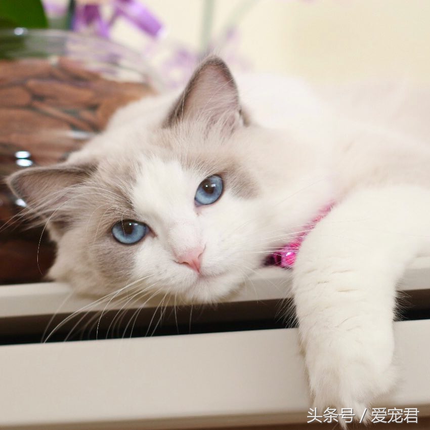 猫咪指甲挠人怎么办,一定要定期修剪猫咪的指甲