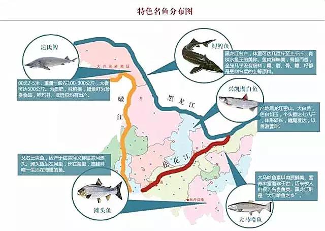 鲟鳇鱼黑龙江纯野生,黑龙江原来最大的鱼鳇鱼