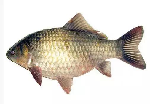 中国黑龙江的鳇鱼,探秘黑龙江鳇鱼