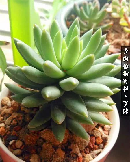 我的爱多肉原版视频,多肉我的一生所爱原版