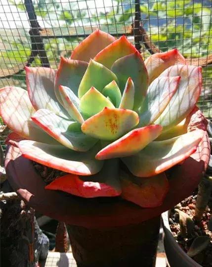 我的爱多肉原版视频,多肉我的一生所爱原版