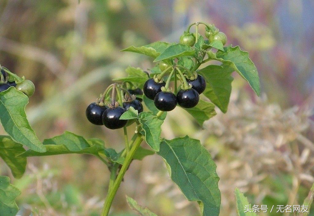 农村路边不起眼的野草，如今却用它致富，每亩超过万元