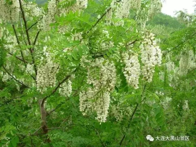 大连周边最佳赏槐地美的让人窒息