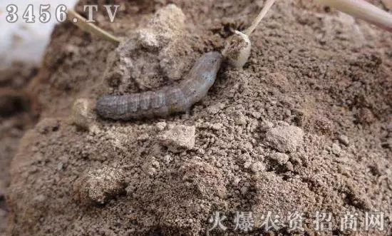 地下害虫的主要防治措施是什么,地下害虫和地面害虫怎样防治